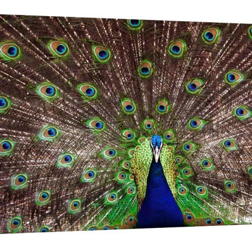 A stunning photo museum quality canvas gallery wrap, Peacock, Canvas print, photography, Green, Blue, Colorful, Home Decor, fine art photo
