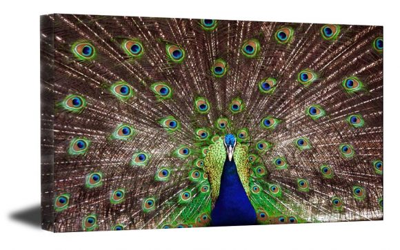 A stunning photo museum quality canvas gallery wrap, Peacock, Canvas print, photography, Green, Blue, Colorful, Home Decor, fine art photo