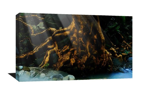 A stunning  museum quality canvas gallery wrap, Dream, brown, treen, roots, canvas print, photograph, photography, sepia, abstract, photo