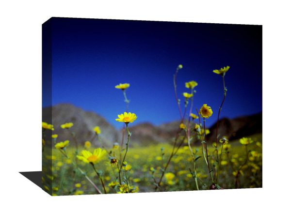 A stunning museum quality canvas gallery wrap. flowers, blue, yellow, death Valley, California, Desert, Home decor, photography, photo print
