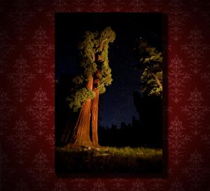 A stunning photo museum quality canvas gallery wrap of an original photograph I took in Sequoia National Park at night.